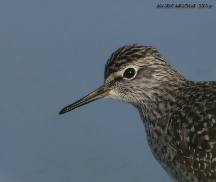 Piro piro boschereccio